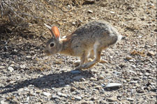Rabbit at White Rock