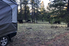 Cows in the Campground courtesy of Wes Luhr